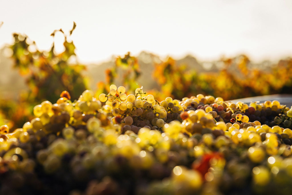 Albariño – Frisch & spritzig Weißwein aus Rías Baixas