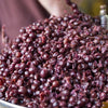 Vier Säulen Bloody Shiraz Gin